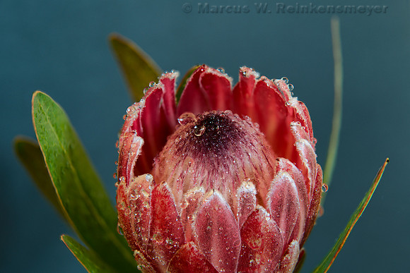 Flower with drops 1   7 pics