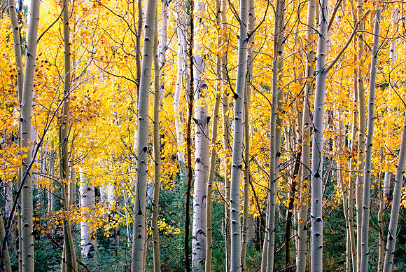 AZ - Flagstaff, San Francisco Peaks,  Weatherford Trail, Autumn Delight - Copy