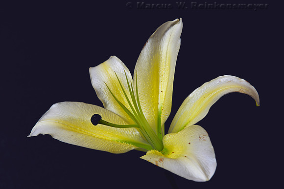 Yellow Lilly Flower 1   8 pics backed