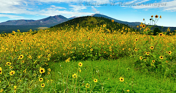 Flagstaff Sun Flowers 3 pano