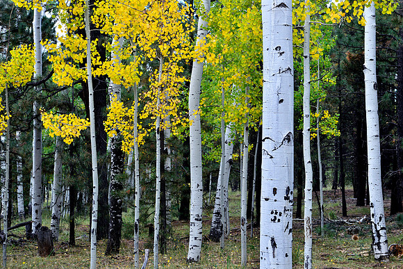 Aspen Grove 1, Hart Prairie Road, Flagstaff, Arizona