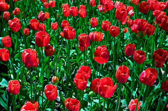 Tulips, Holland Michigan
