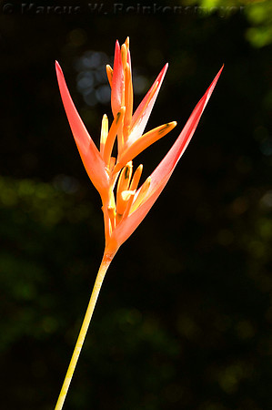 Orange Bird of Paradise flower at the Garden of Eden, located on Maui island, Hawaii.