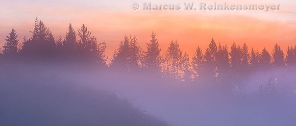 Fog Shrouded Treeline, Coos Forest, Oregon 2