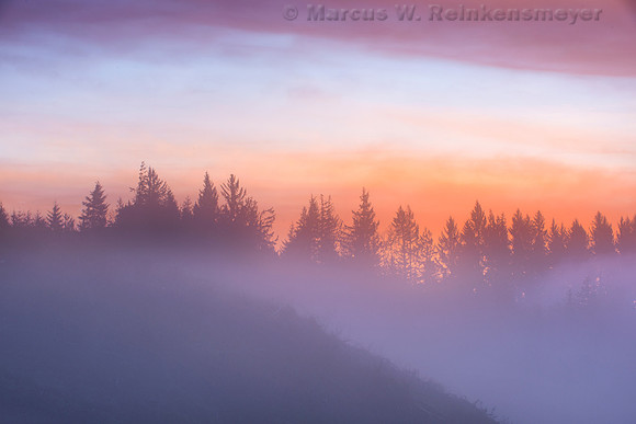 Fog Shrouded Treeline, Coos Forest, Oregon 1