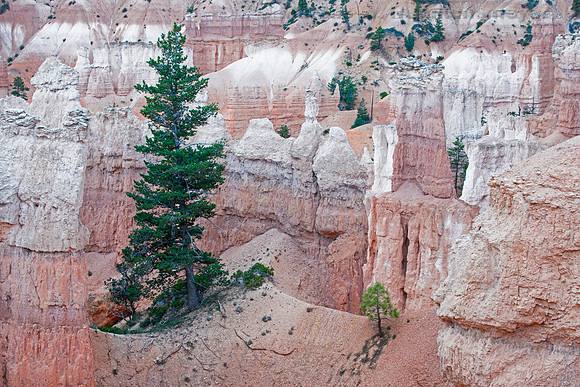 Two Trees, Queens Garden Trail, Bryce Canyon NP, UT 1