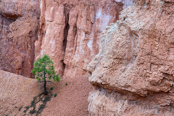 Lone Tree, Queens Garden Trail, Bryce Canyon NP, UT 2 copy