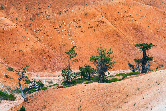 Queens Garden Trail, Bryce Canyon NP, UT 8
