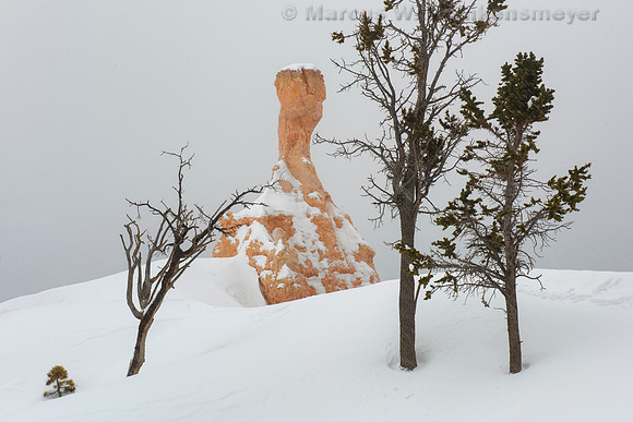 Winter White Queens Garden Trail Bryce Canyon National Park Utah 1