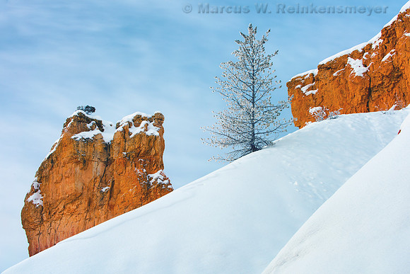 Lone Tree Navajo Trail Bryce Canyon National Park Utah