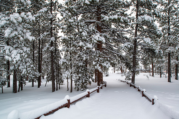 Snow Laced Trees at Navajo Point Bryce Canyon National Park Utah 3