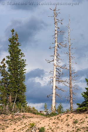 Trees, Cedar Breaks NP, UT 1