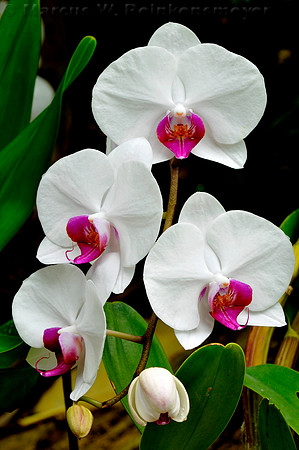 White Orchids flowers at Meijer's Garden, located in Grand Rapids, Michigan.