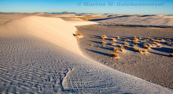 White Sands Low Area Plants Pano