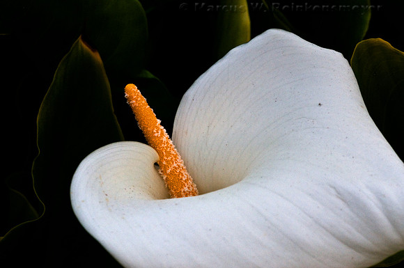 White Calla Lily flowers in Big Sur, California.