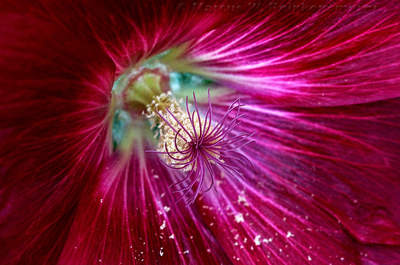 CA - Big Sur, Flowers Galore (7)