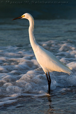 Egret in the surf at daybreak on the Sanibel Island shoreline, Florida.