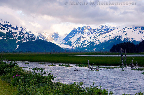 Kenai Fjords 3 - 101
