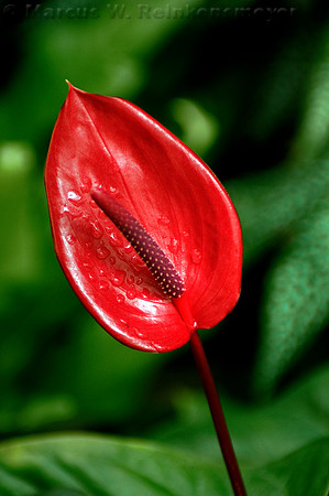 Red Anthurium at Meijer's Garden, located in Grand Rapids, Michigan.