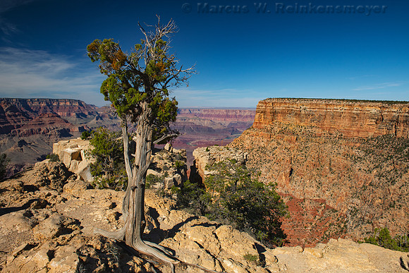 Lone Tree, Moran Point, South Rim, Grand Canyon National Park, Arizona 2