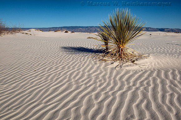 White Sands Vibrant Plant Life 2