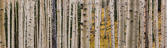 Autumn Apsens 2, San Francisco Peaks, Flagstaff - Pano2