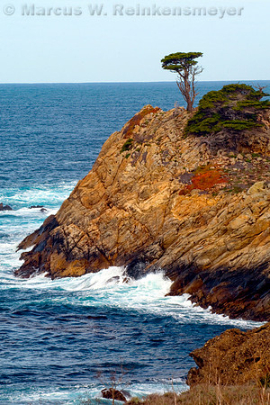 Cypress on the Sea Cliff, Point Lobos State Natural Reserve, Big Sur, California