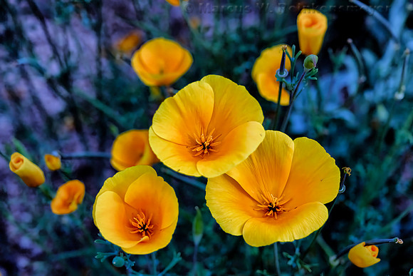 Poppies, Bartlett Lake,  Arizona 3
