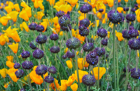 Chai and Poppies, Bartlett Lake,  Arizona 5