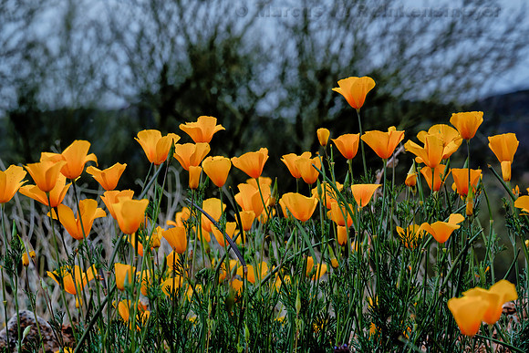 Poppies, Bartlett Lake,  Arizona