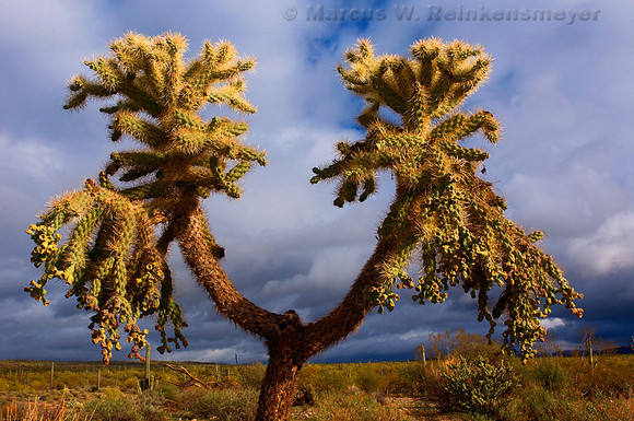 Four Peaks,  Arizona