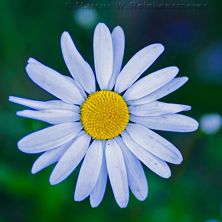 White Daisy in the Wild, Anchorage, Alaska