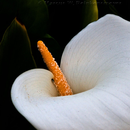 White Calla Lily flower in Big Sur, California.