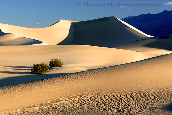Sand dune ripples and clear blue skies at Mesquite Flats Dunes, a large expanse of sand near Stove Pipe Well, Death Valley National Park, California.