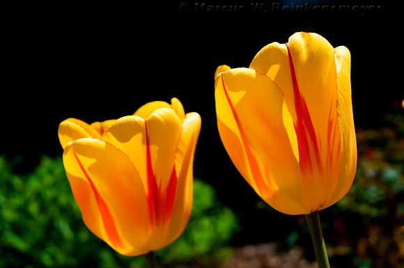 Yellow tulips in Holland, Michigan, home of the Holland Tulip Festival.