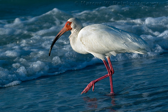 Sanibel Island, Florida