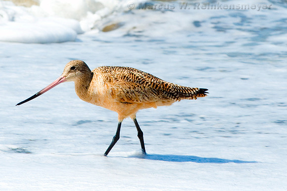 Sea Bird in Surf, San Francisco, California