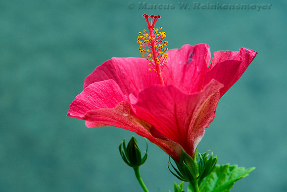 Flower on Lake Como Waterfront, Lombordy, Italy