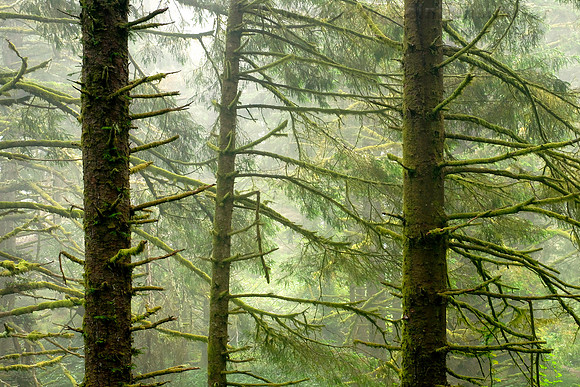 Caltsop Loop Trail, Ecola State Park, Cannon Beach, Oregon