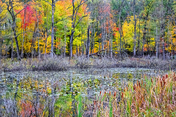 Autumn Collage, Pretty Lake, Michigan .jpg