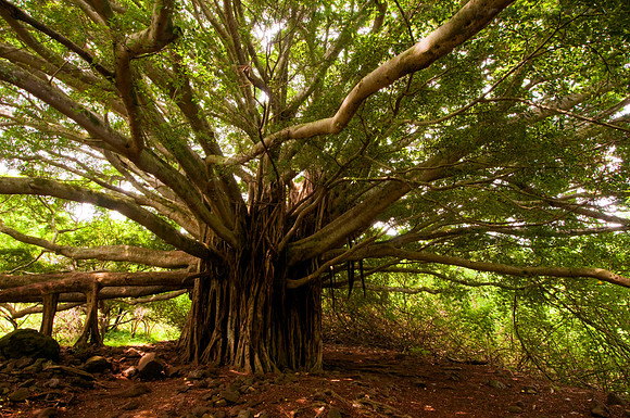 Halekala National Park, Maui, Hawaii