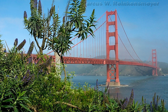 Golden Gate Bridge Park - 112 - Copy