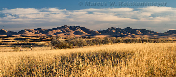 Prairie Grasses at San Rafael Valley AZ