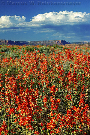 Fields of Orange, Grand Canyon West,  Arizona