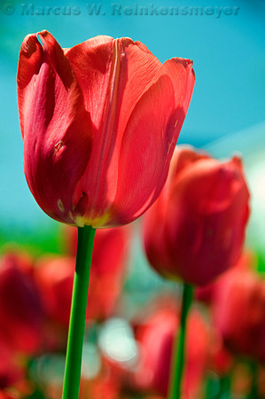 Red tulips on a sunny day in Holland, Michigan, home of the Holland Tulip Festival.
