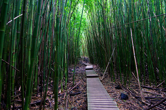 Bamboo Forest, Maui, Hawaii