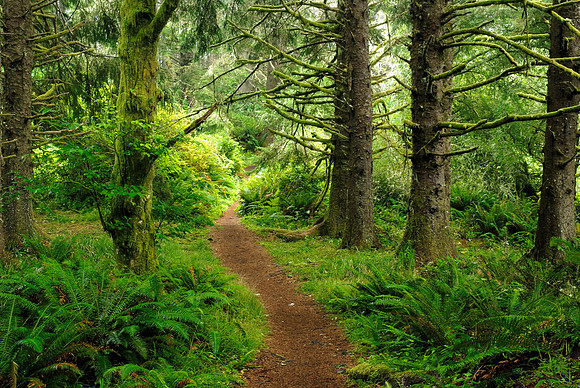 Caltsop Loop Trail, Ecola State Park, Cannon Beach, Oregon