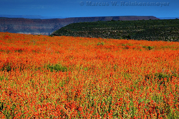 Field of Orange, Grand Canyon West, Arizona