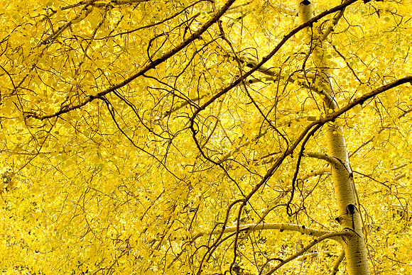 Aspens in Full Fall Color, Weatherford Trail, San Francisco Peaks, Arizona