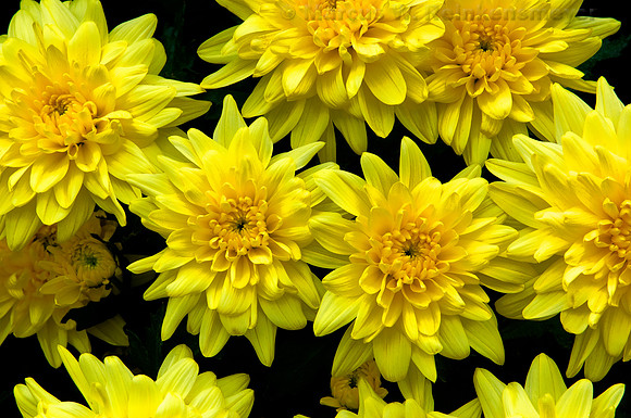 Meijer's Garden, Grand Rapids, Michigan